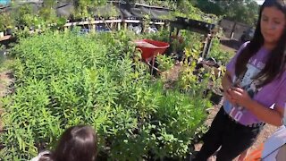 Little Red Wagon Native Nursery helps Tampa homeowners grow healthier, happier gardens