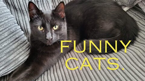 FUNNY CATS REACTIONS