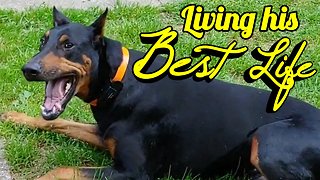 Rescued Doberman Pinscher living his best life