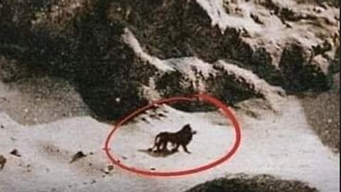 The last picture of the Barbary lion