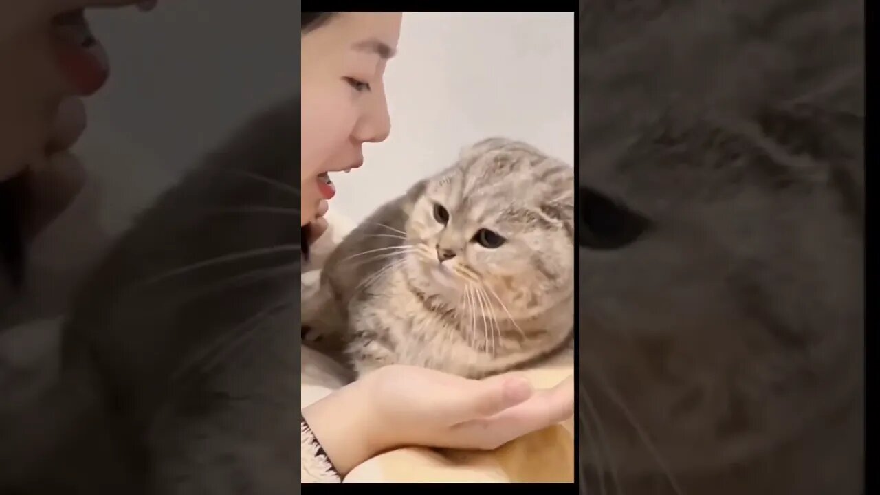 #cats #catlovers #catmemes #catlife #cats of #catphoto #cats #catworld #insat