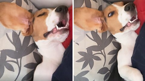 Hilariously Snoozing Beagle Puppy Caught Dreaming