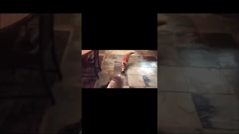 Cat Keeps My Dog On a Leash... #shorts #cats #dogs #funny #like #subscribe