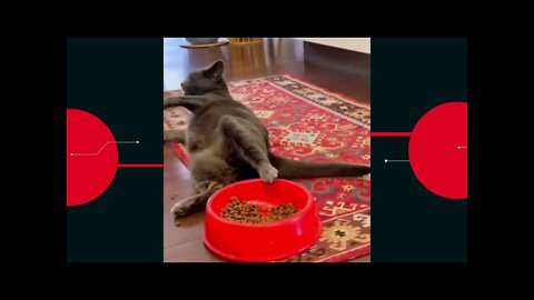 😉Daily dose of funny pets🐈I'll just leave this here.🤪
