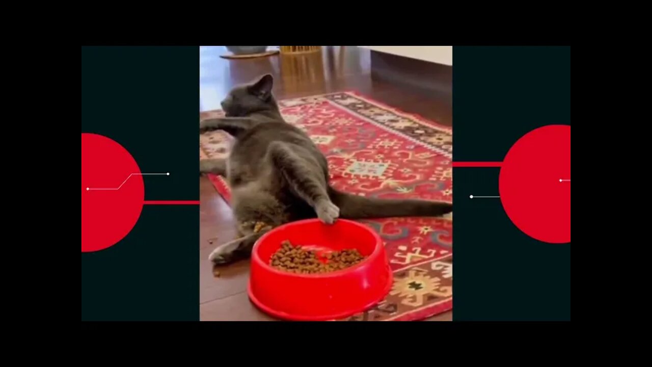 😉Daily dose of funny pets🐈I'll just leave this here.🤪