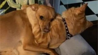 Cadela e gato se abraçam e formam linda amizade
