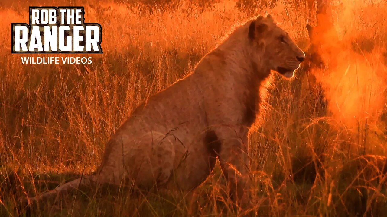 Early Morning With The Marsh Lion Pride | Mara North Safari | Zebra Plains On Tour