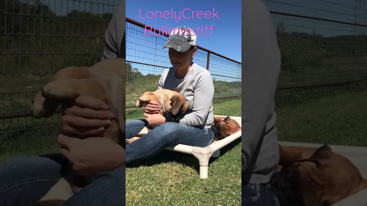 Biting puppies Teasing puppies LonelyCreek bullmastiff