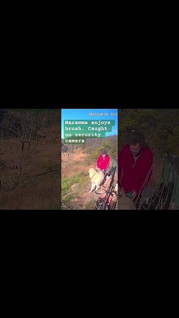 Maremma enjoys brush. Caught on security camera