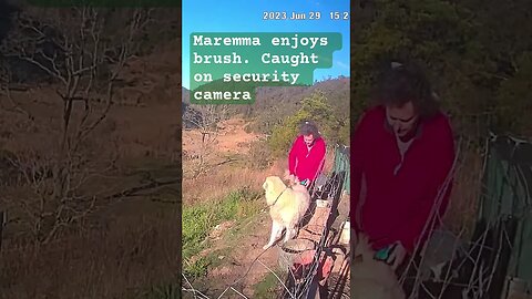 Maremma enjoys brush. Caught on security camera