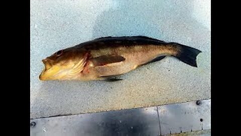 Daily Double Sportfishing Calico Bass fishing! Using #hookupbaits