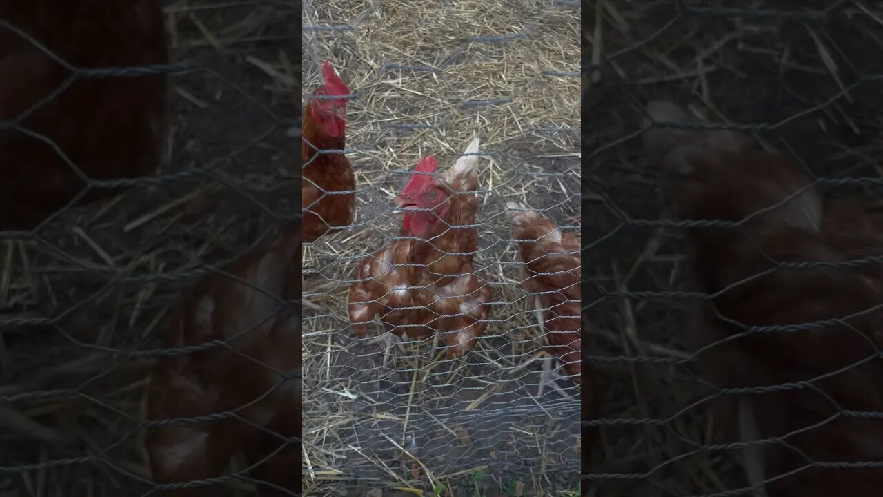 Bonus Wisconsin Chickens in record setting August heat! #chicken #bonus