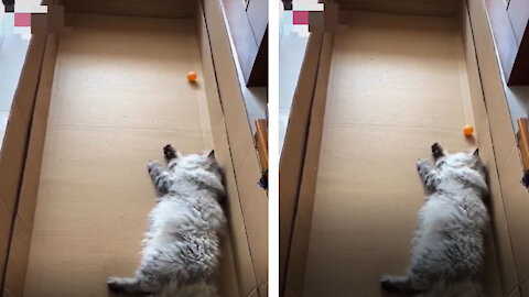 Cat lying on the ground playing table tennis