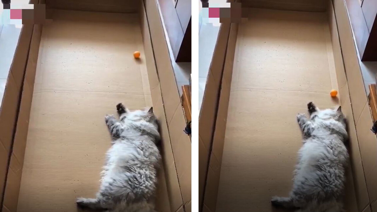 Cat lying on the ground playing table tennis