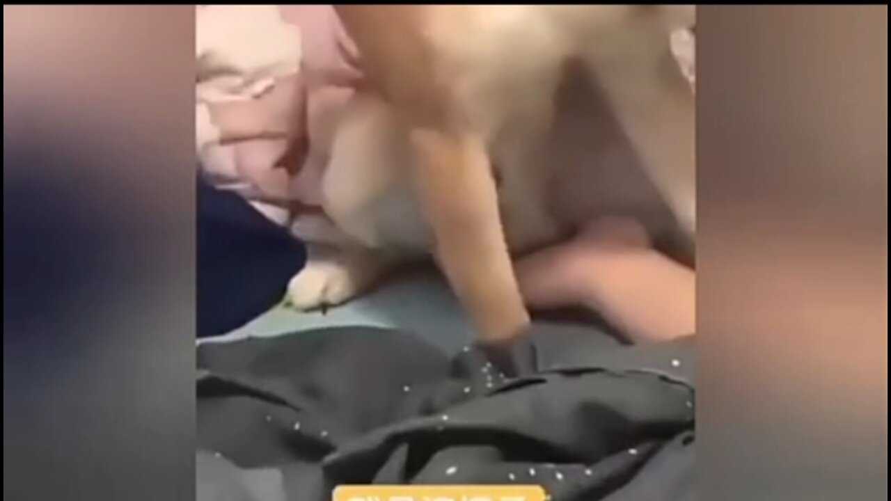 Very funny dog video ππΆπΆ