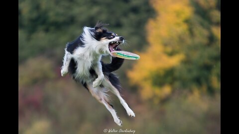 How To Make A Dog Aggressive With 5 Simple Tricks!
