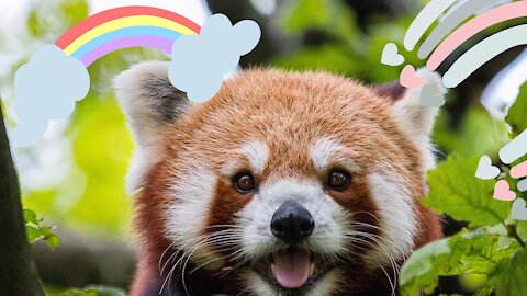 Red Panda Adorable