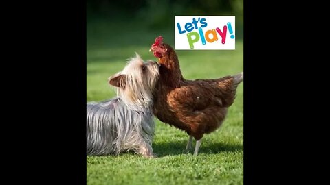 Funny Dogs😂😂 fight with chicken