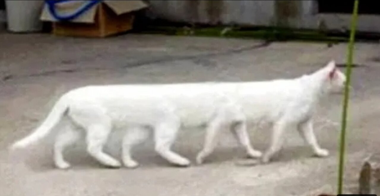 Lucu cute Kucing Marah Karena Anjing Kentut