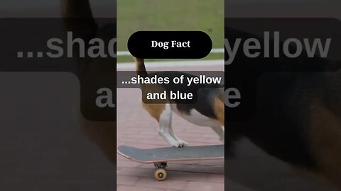 How do you feel about what was said? In the comments, tell us what you think. 👉#short #dog