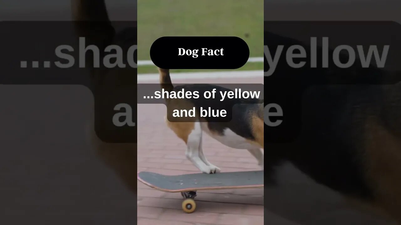 How do you feel about what was said? In the comments, tell us what you think. 👉#short #dog
