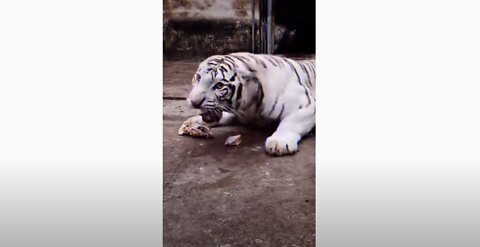 call me when you want call me when you need #shorts #animal #pets