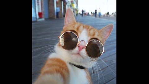 Cats' Funny Journey to the Unknown! 🐾🚀