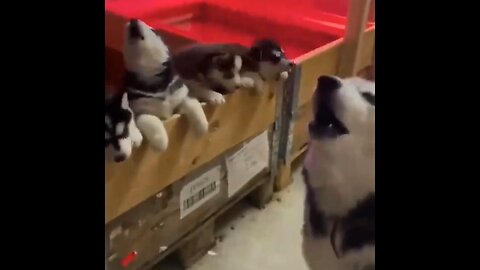 Husky Howling Lessons