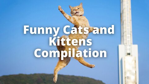 Funny Cats and Kittens Compilation