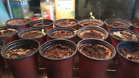 UPDATE On The Tomato Seedlings in the Aquarium | Not The Best Results