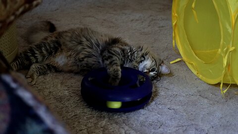 Leia Playing Sleepily