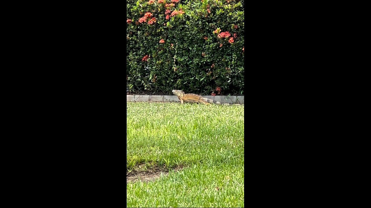 Iguana Snacks On Flowers 🌺 | 4K