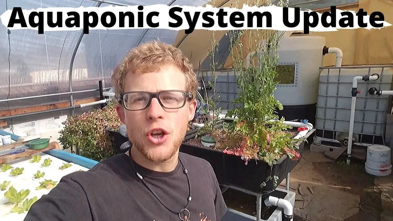 Aquaponic system Renovation update- (how the system looks now)