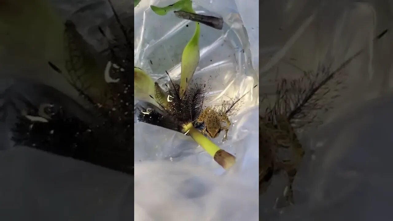 Cute little frog [MUST SEE!] #shorts