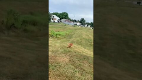 Golden Retriever Chasing a Ball!! #goldenretriever #birddog