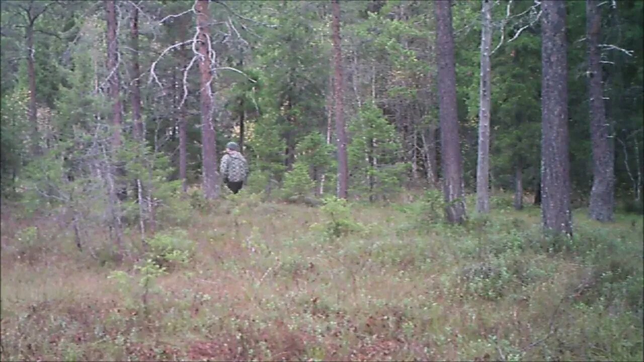 The ghost of the woods