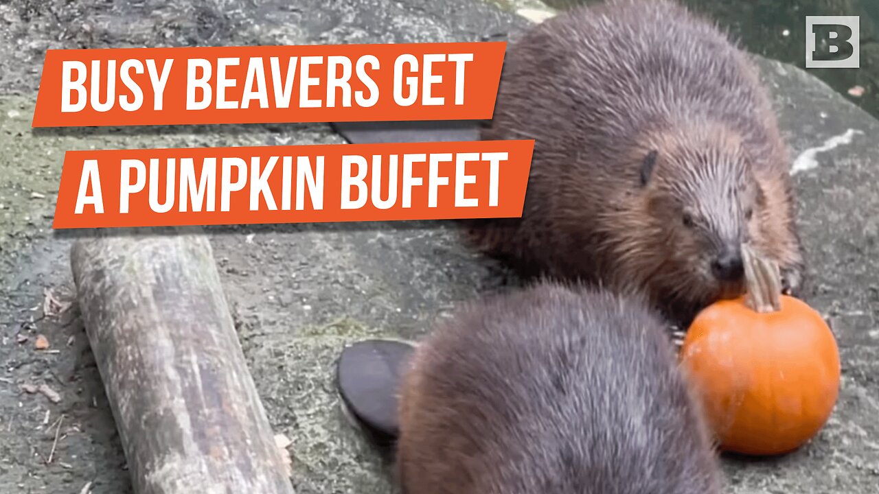 Beavers Savor Fall Treats Ahead of Halloween at Pittsburgh Zoo