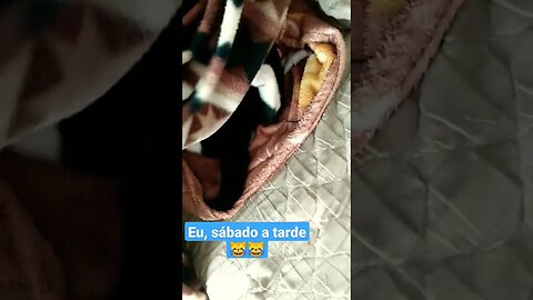 Gato Bartolomeu Tunico 😺