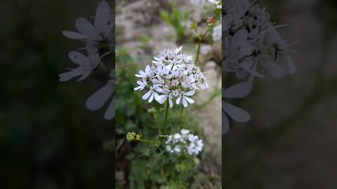 Dear Gardeners❗Guess This Plant| Subscribe for more beautiful Visuals n simple Recipes