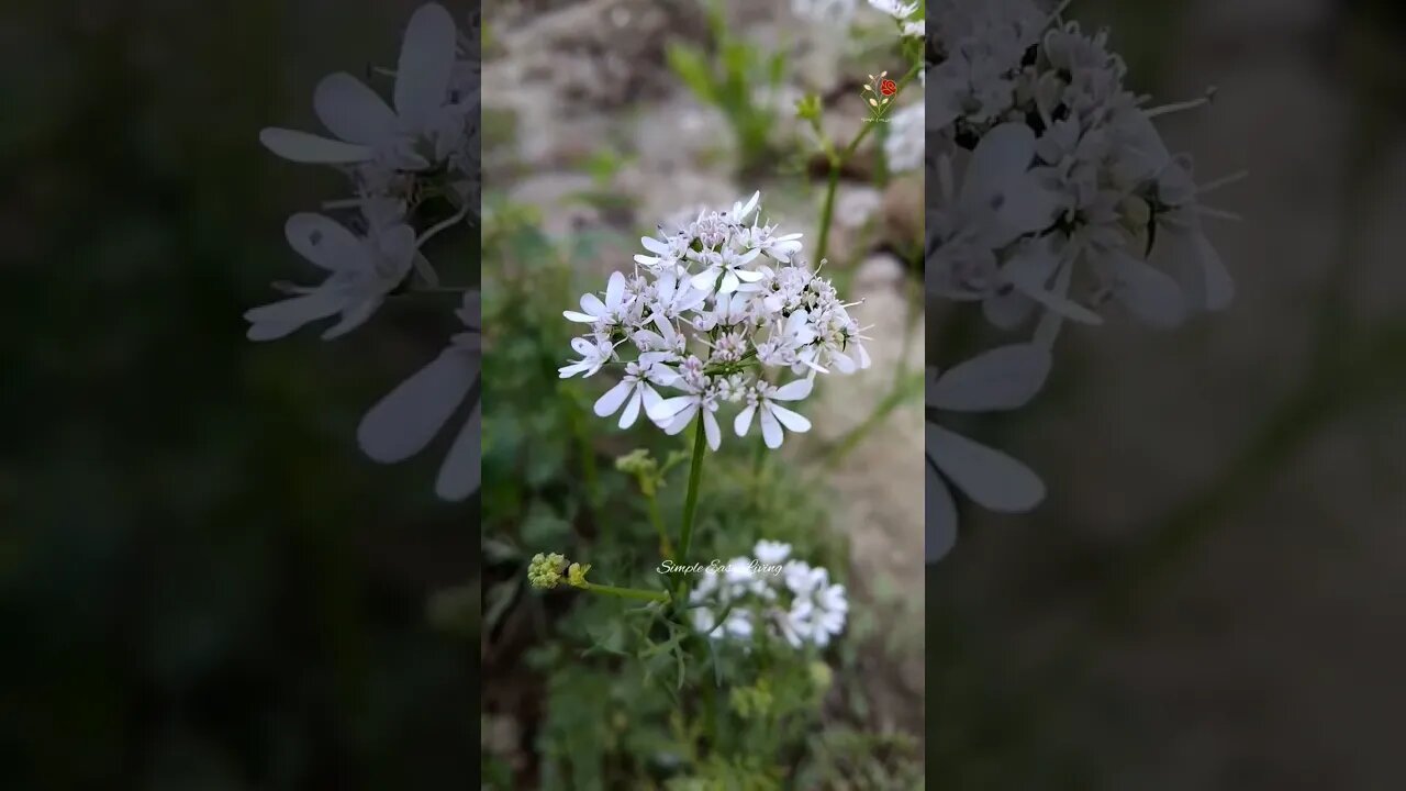 Dear Gardeners❗Guess This Plant| Subscribe for more beautiful Visuals n simple Recipes