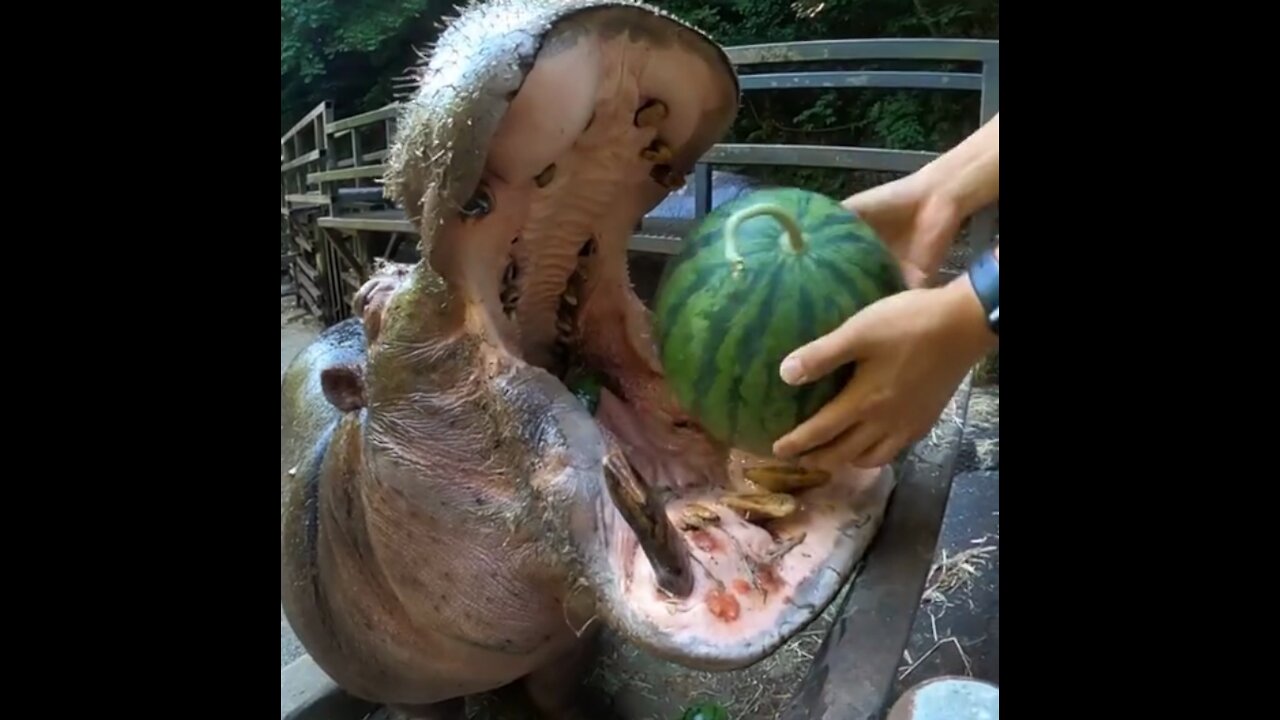 How delicious a hippo eats😋😋😋😋😋