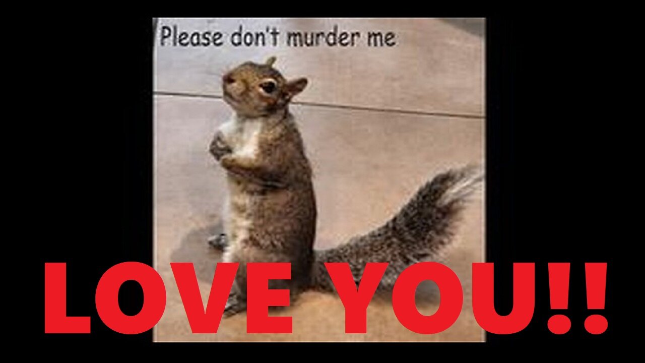 Famous TikTok squirrel euthanized after it was taken from owners in New York...