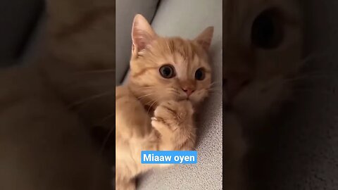 anak kucing oyen #short #kucinglucu #kucingmeong #kucingimut #cats