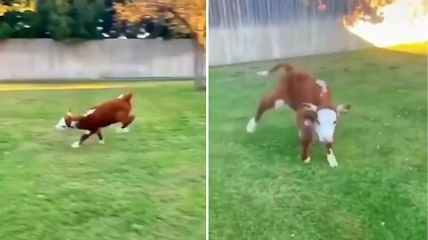 Little calf looking very happy and playing well