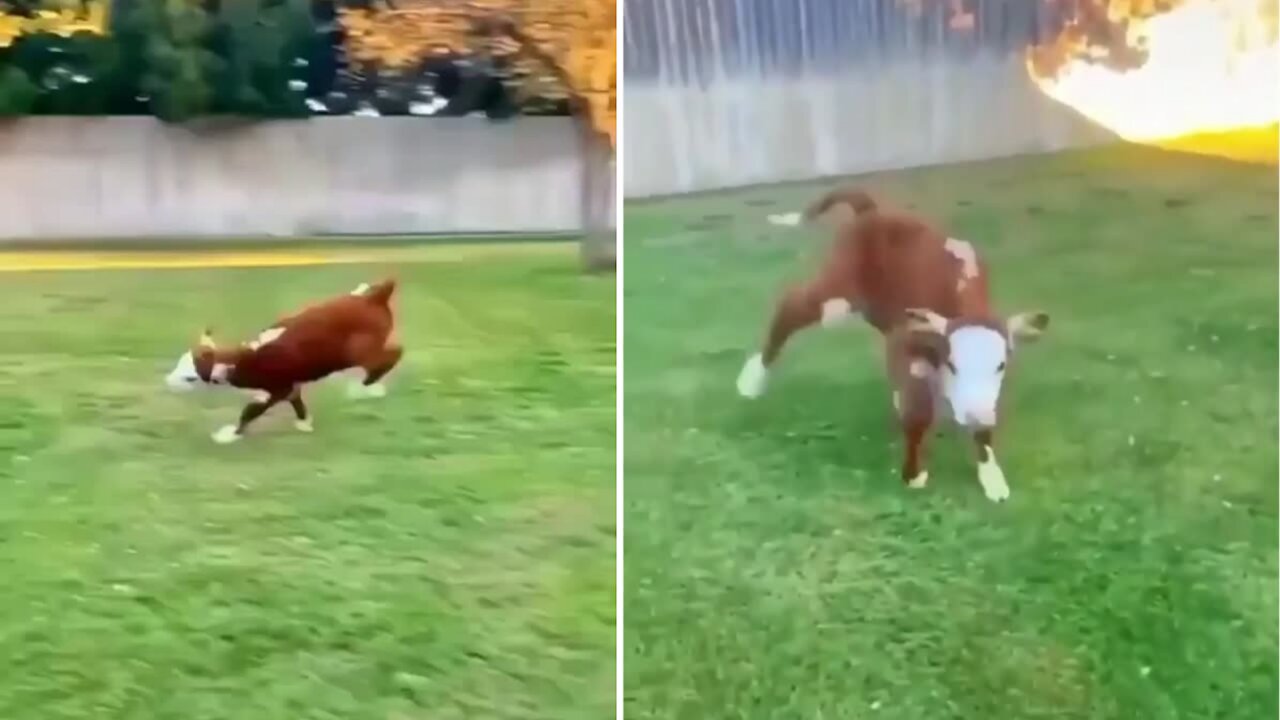 Little calf looking very happy and playing well