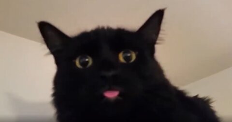 Cutest and funny cats. These cats are so pretty!!