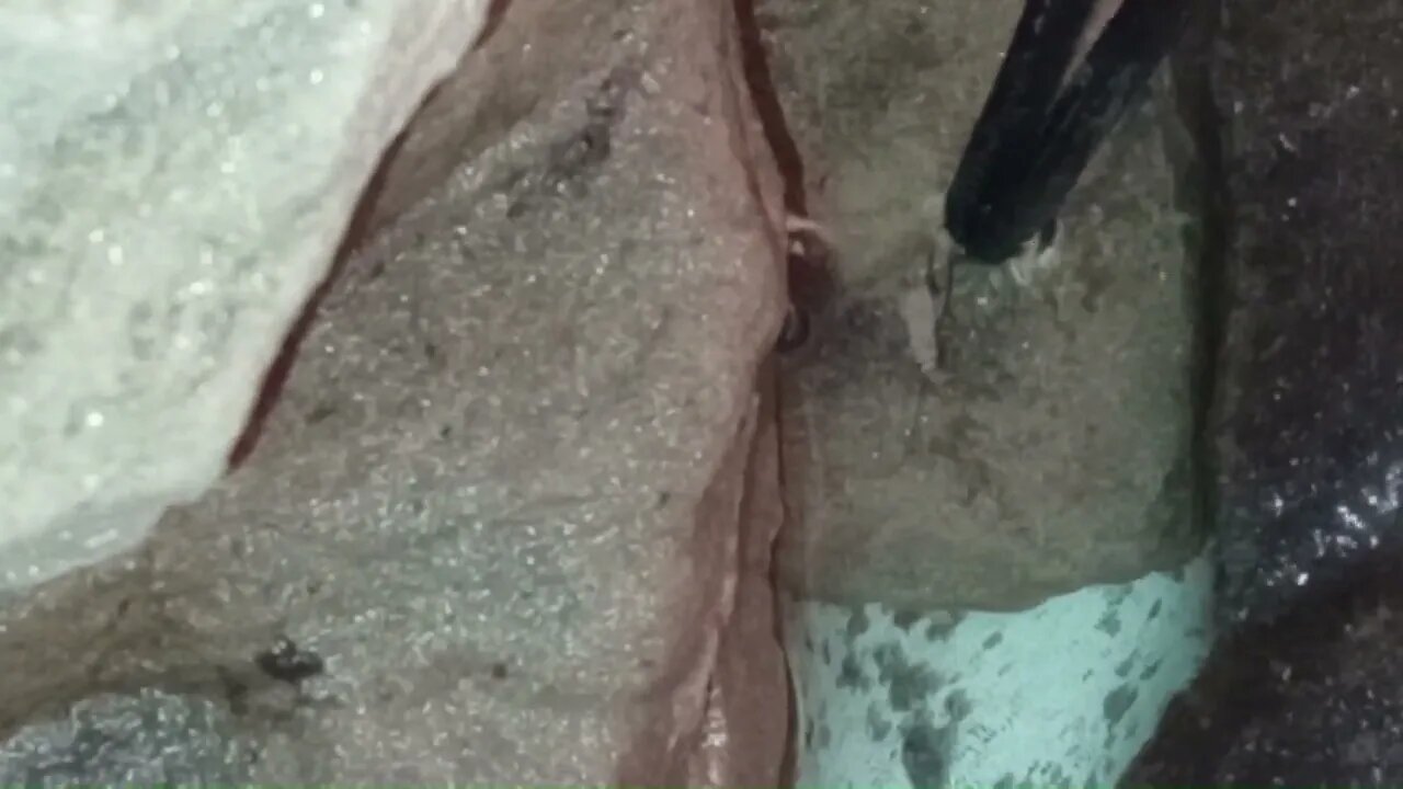 FEEDING A (DEAD) CRICKET TO A SALAMANDER (12/14/22) 🎶
