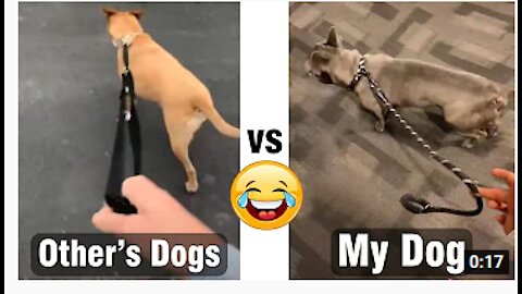 Other's dogs vs My dog - Funny dog #Shorts