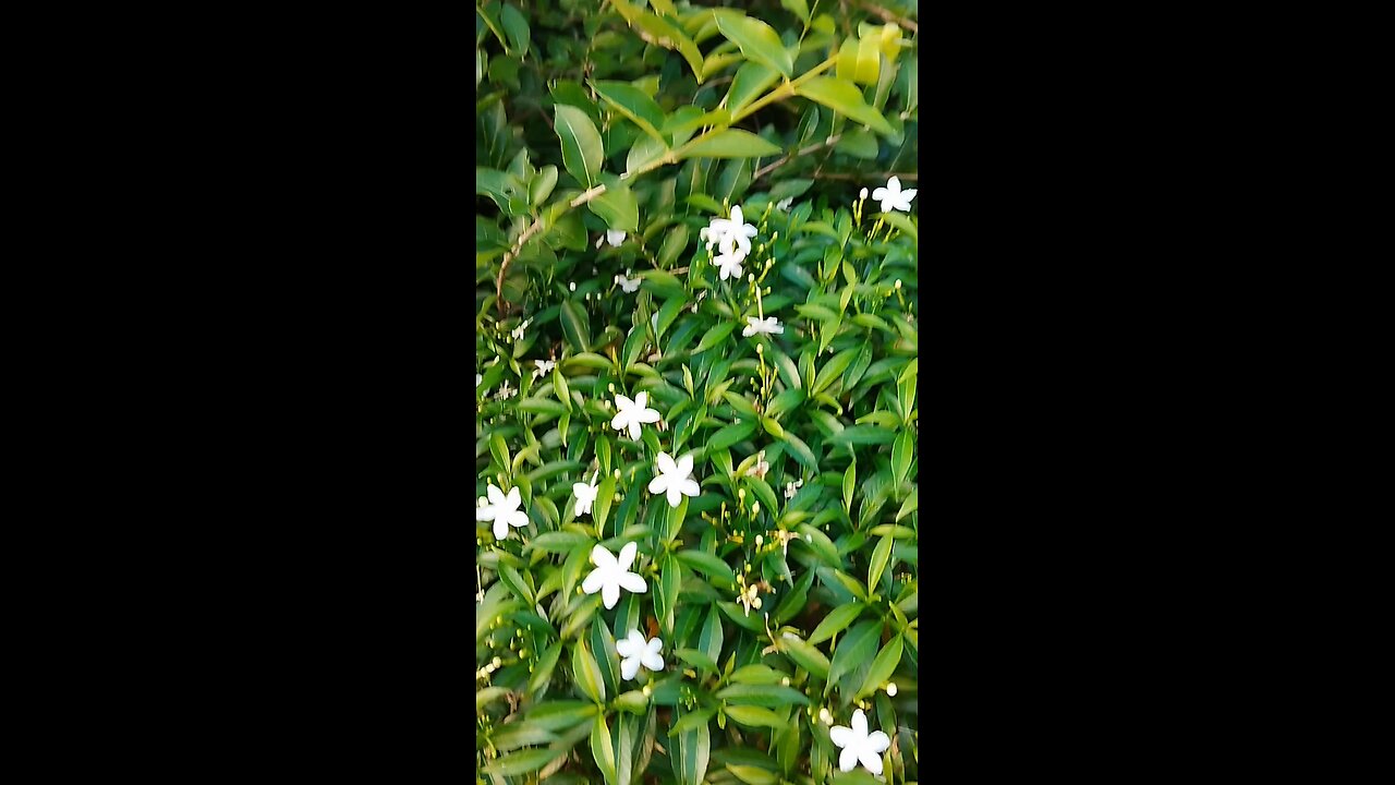green Cherry fruit 😊