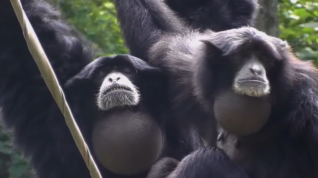 Siamang Monkey